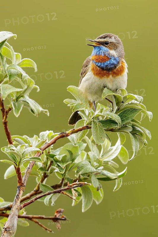 Bluethroat (Luscinia svecica) perched on a branch in Nome, Alaska
