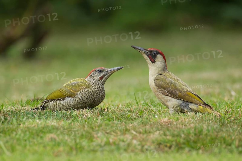 Green woodpecker (Picus viridis) adult bird and juvenile young bird two birds on a garden grass lawn, Norfolk, England, United Kingdom