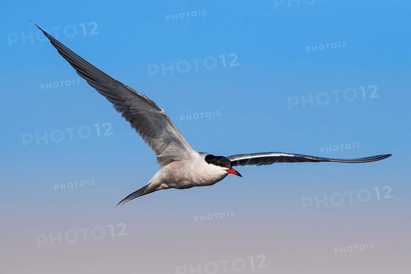 Common Tern (Sterna hirundo) flying, Eilat, Israel