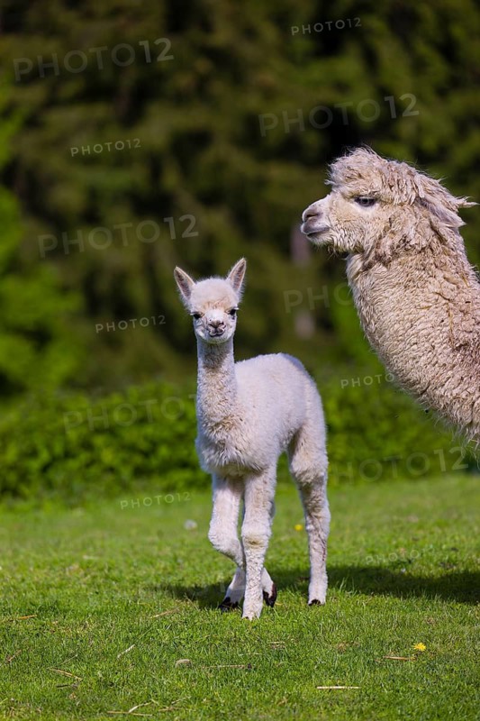 One white female Alpaca (Vicugna pacos) stands with a young on a fresh green meadow . A green forest in the distant background
