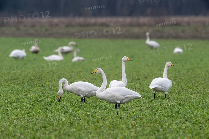 Whooper swans (Cygnus cygnus), Emsland, Lower Saxony, Germany