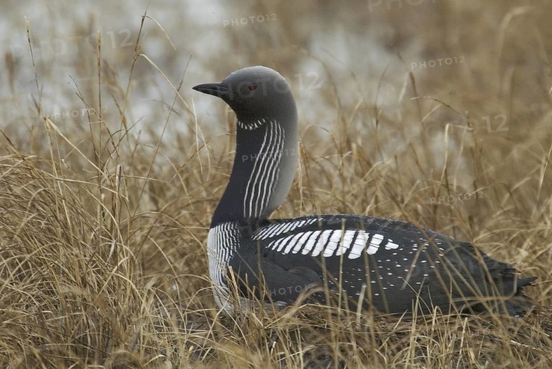 Pacific Loon (Gavia pacifica), Manitoba, Canada
