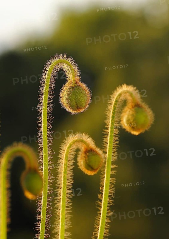 Iceland poppy (Papaver nudicaule), buds, in the evening light, North Rhine-Westphalia, Germany