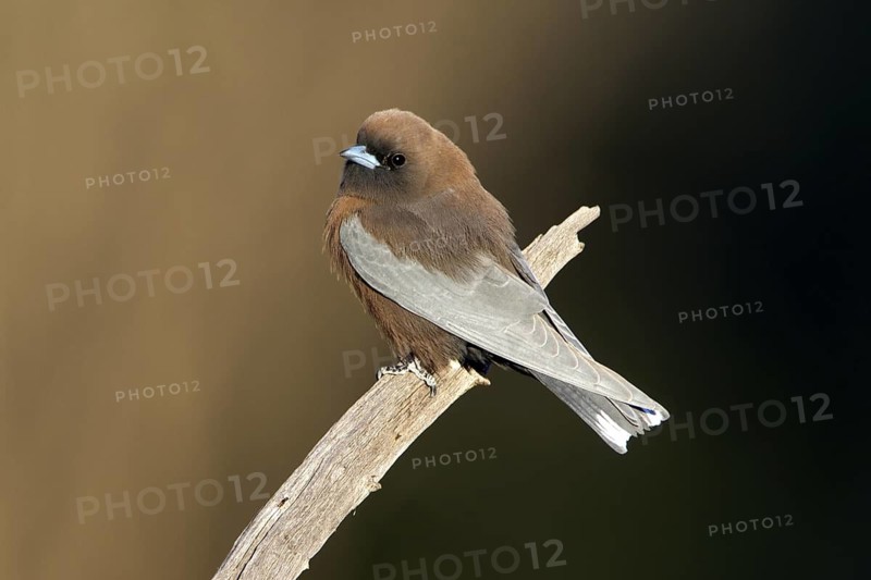 Little Woodswallow (Artamus minor), Queensland, Australia