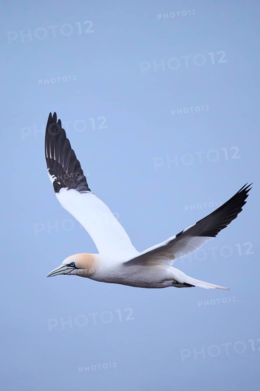 Northern gannet (Morus bassanus) flying over the sea, wildlife, Heligoland, Germany