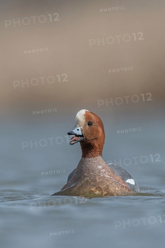Eurasian Wigeon (Mareca penelope), Schleswig-Holstein, Germany