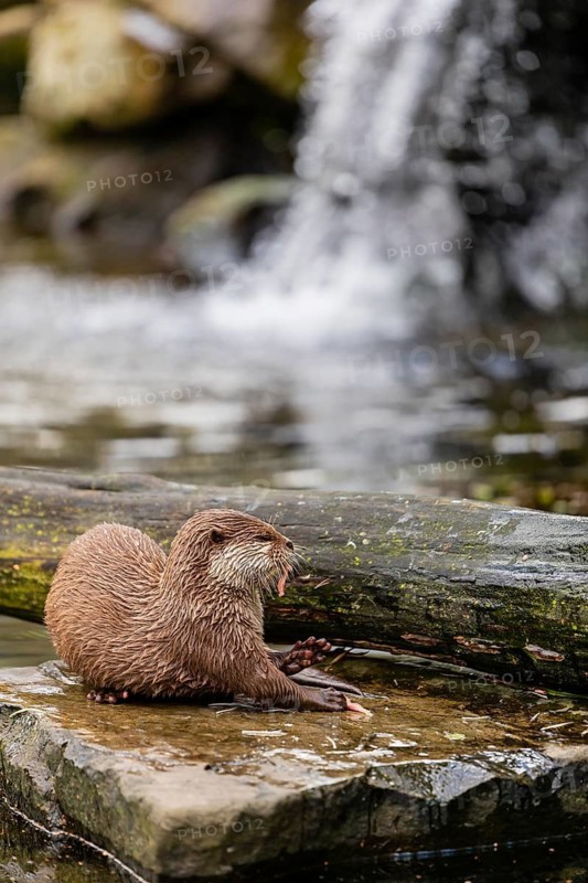 One oriental small-clawed otter or Asian small-clawed otter (Aonyx cinerea), lying on a rock surrounded by water and a little cascade in the background. Eating some fish