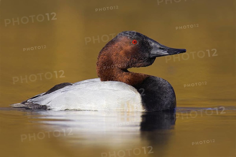 Canvasback (Aythya valisineria) male, British Columbia, Canada