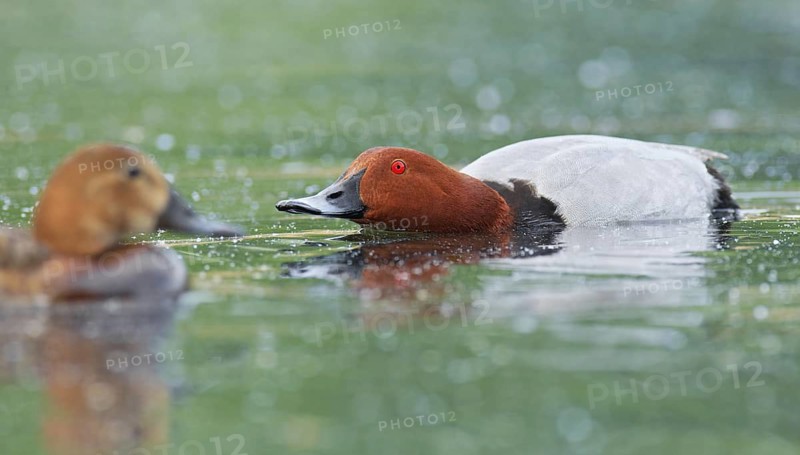 Common Pochard (Aythya ferina) male, Brandenburg, Germany