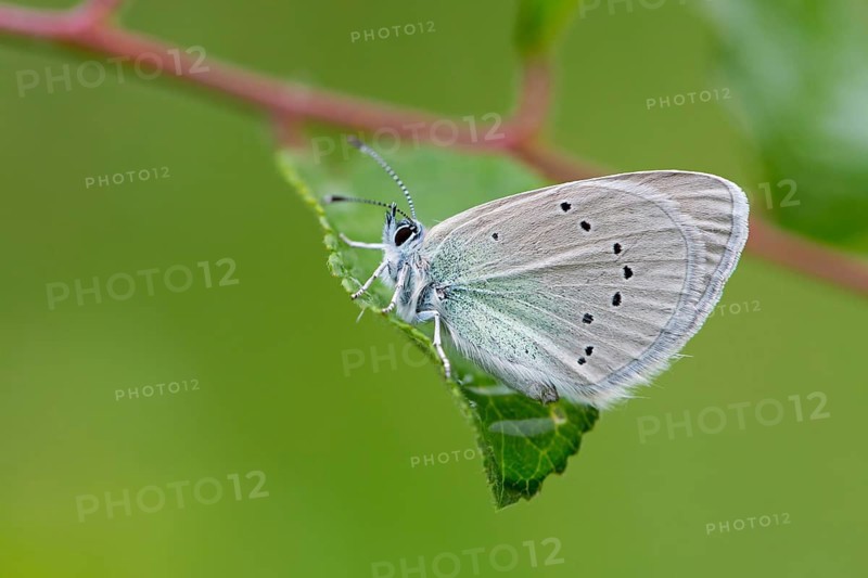 Alexis Blue, (Glaucopsyche alexis), Animals, Insects, Butterflies, Butterflies, Muselievo, Bulgaria