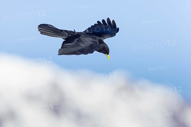 Alpendohle, Alpine Chough, Yellow-billed Chough, Pyrrhocorax graculus, Chocard à bec jaune, Chova Piquigualda
