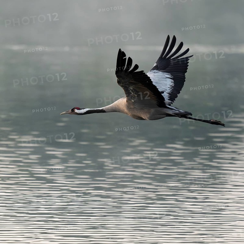 Crane (Grus grus) in flight over a lake, morning mist, Lower Saxony, Germany