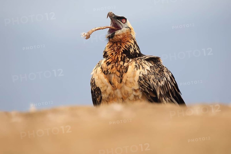 A subadult bearded vulture, Gypaetus barbatus, tosses a bone into the air before swallowing it. Captured in the Pyrenees, this bird is known for its unique bone-eating diet