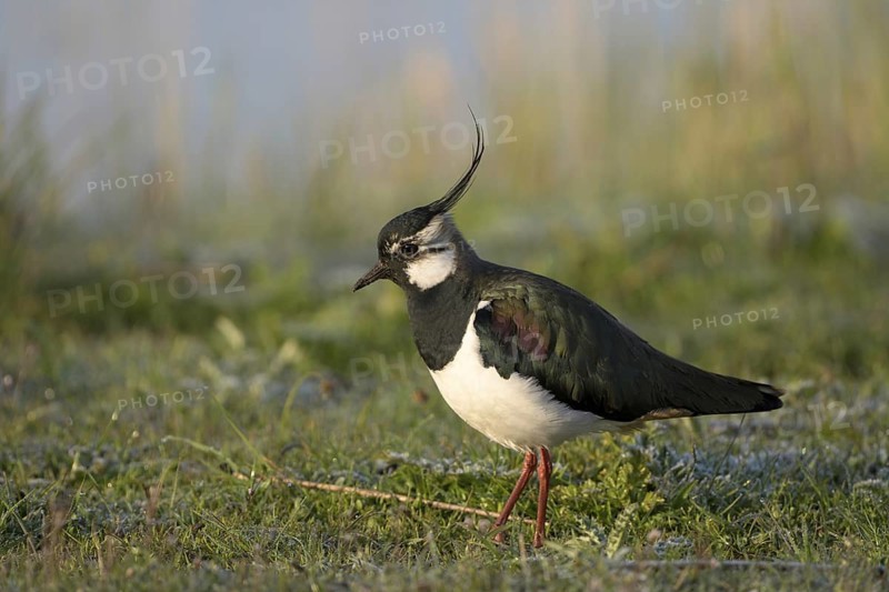 Kiebitz (Vanellus vanellus), Lapwing, mit Rauhreif, morgens, April, Insel Texel, Nordholland, Nordsee, Niederlande