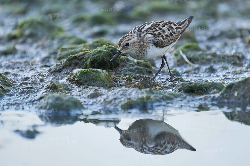 Little Stint (Calidris minuta) foraging, Asturias, Spain