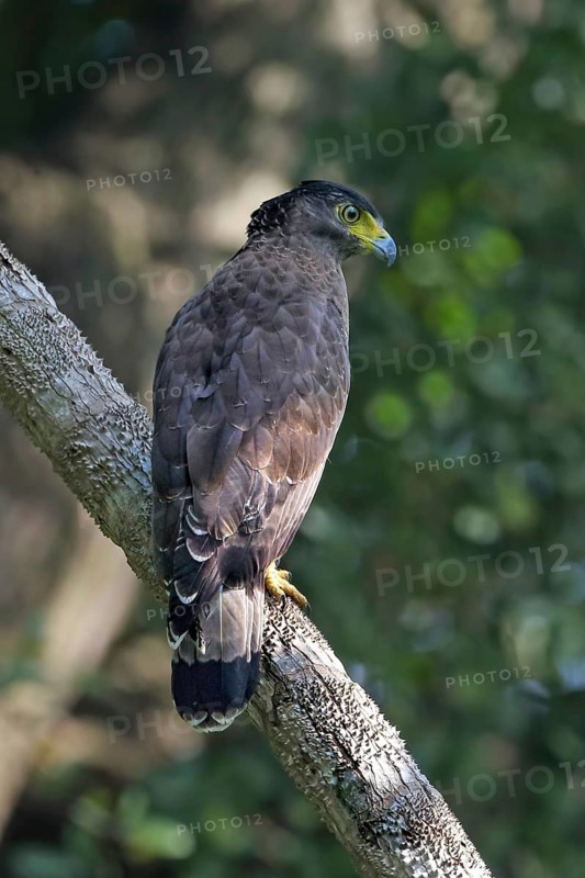 Crested Serpent Eagle (Spilornis cheela), Malaysia