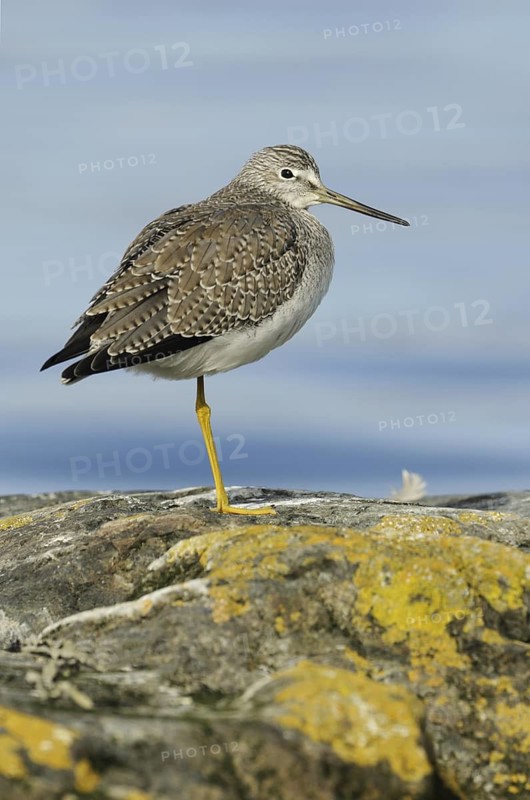 Greater Yellowlegs (Tringa melanoleuca), British Columbia, Canada