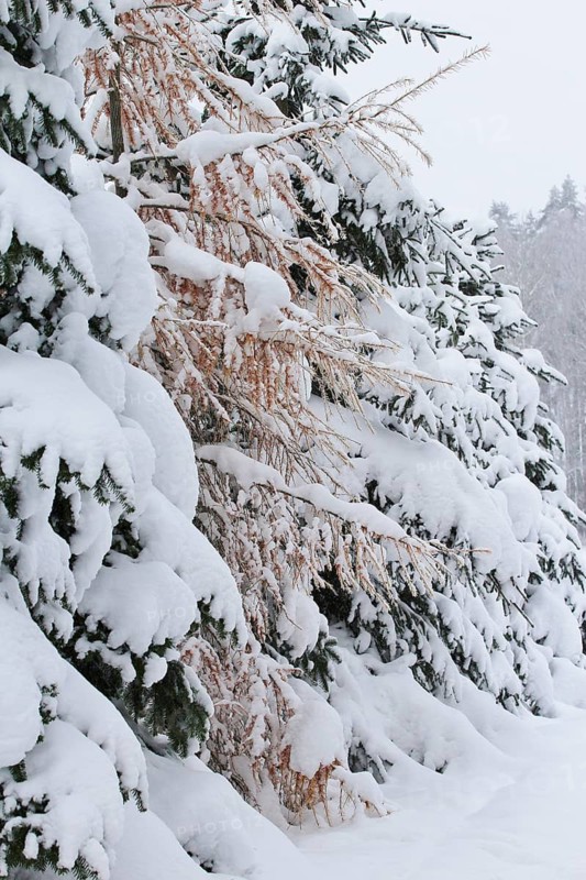 Forest in winter, Saxony, Germany
