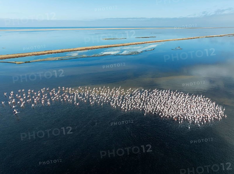 Greater Flamingos (Phoenicopterus ruber) at the Walvis Bay lagoon. Aerial view. Drone shot. Walvis Bay, Namibia