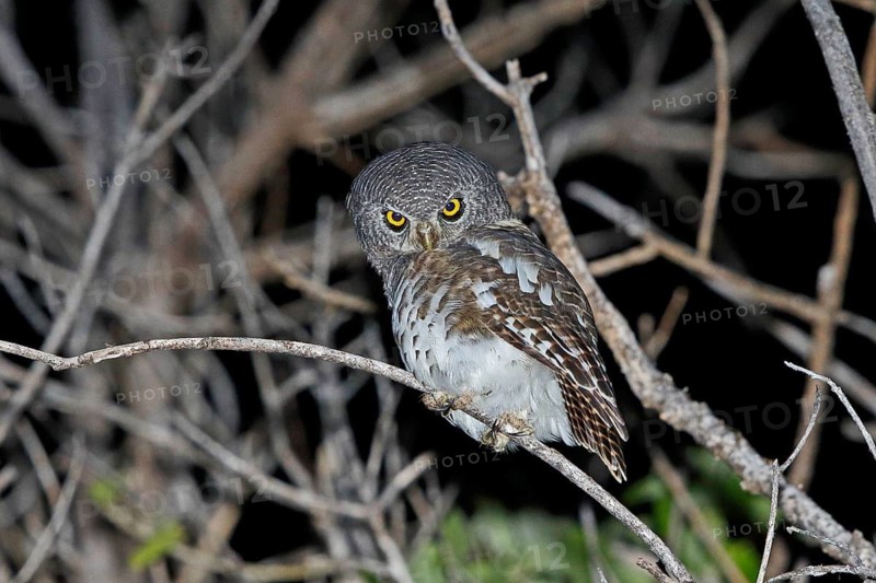 African Barred Owlet (Glaucidium capense), Chobe, Botswana