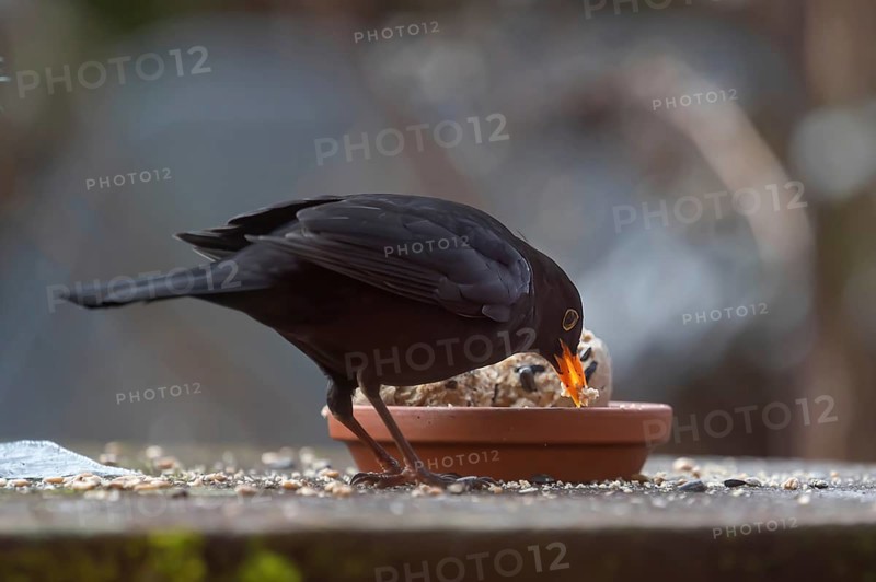 Male blackbird (Turdus) at the feeding place, Bavaria, Germany