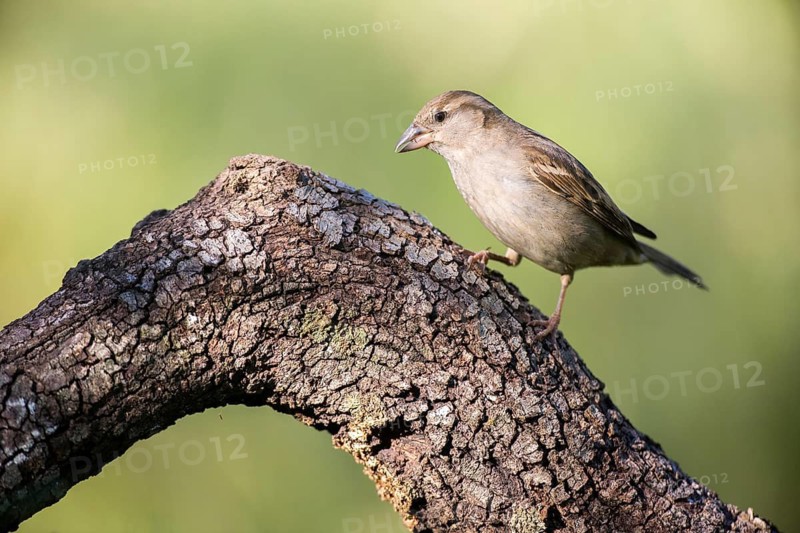 House Sparrow (Passer domesticus) female, Andalusia, Spain