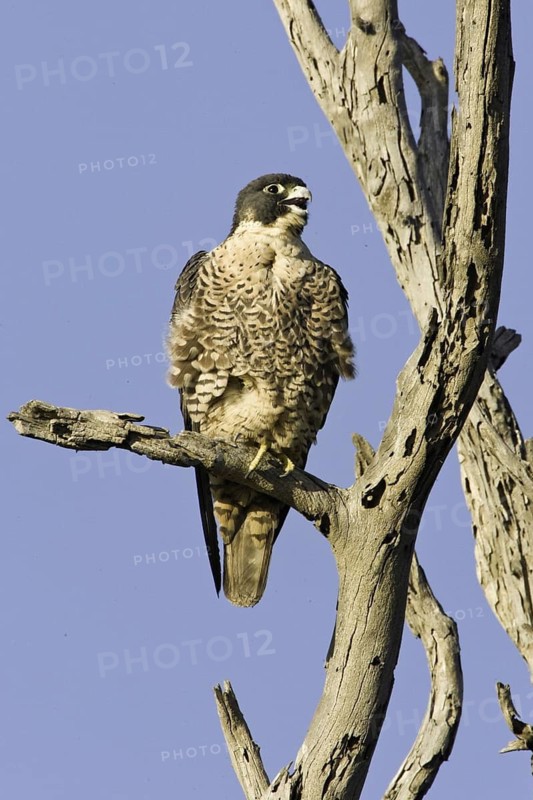 Peregrine Falcon (Falco peregrinus), California, USA