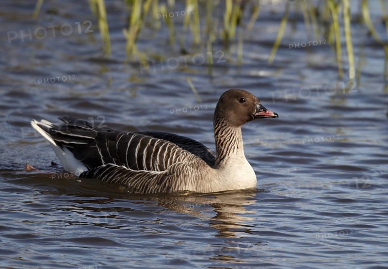 Pink-footed Goose (Anser brachyrhynchus), Schleswig-Holstein, Germany