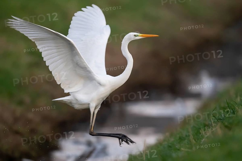 Great White Egret (Ardea alba, syn.: Casmerodius albus, Egretta alba), Dümmer, Lembruch, Lower Saxony, Germany