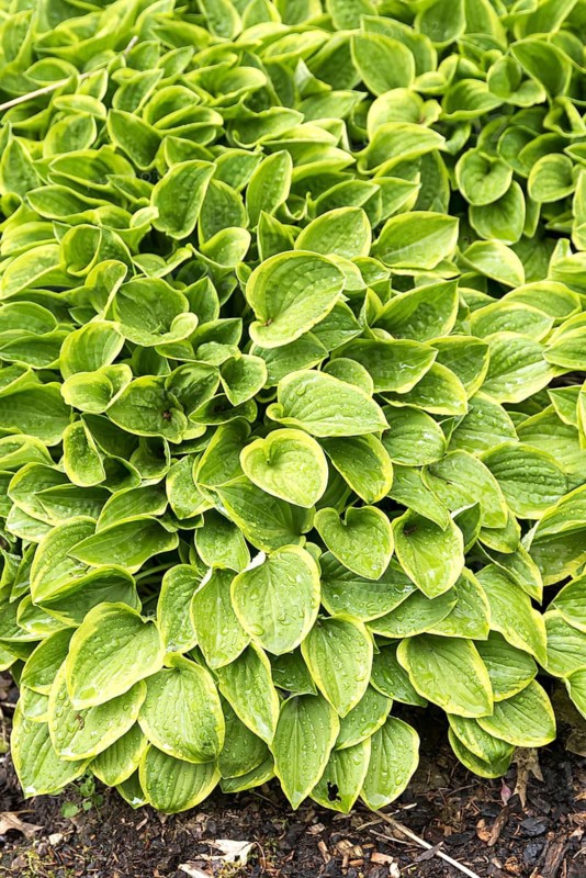 Funkia (Hosta 'Golden Tiara'),  Czech Republic
