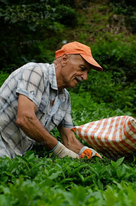 Rize, Turkey, September 5th 2014 Ali a Turkish farmer working in the tea growing fields of the Black Sea Mountains near Rize in north east Turkey Women picking tea in the plantations of the Black Sea Mountains near Rize in north east Turkey