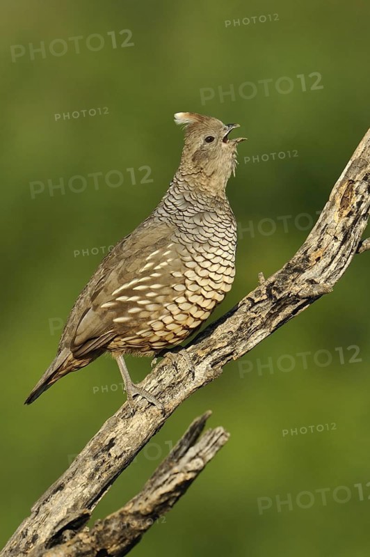 Scaled Quail (Callipepla squamata) singing, Texas, USA
