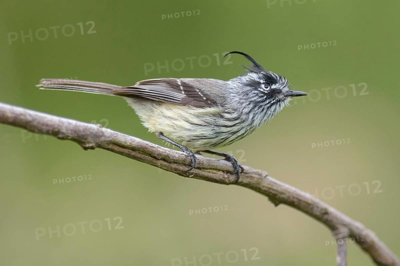 Tufted Tit-Tyrant (Anairetes parulus), Los Rios, Chile