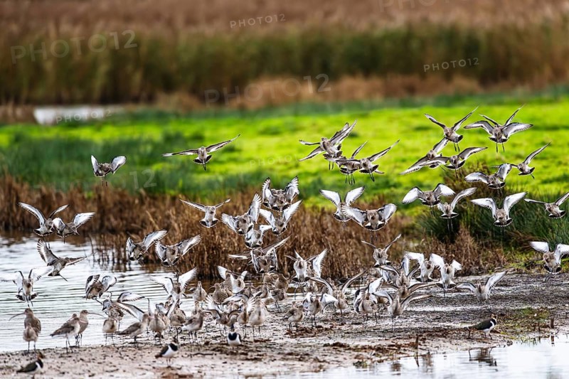 Black-tailed Godwits, Limosa limosa, birds in flight over marshes