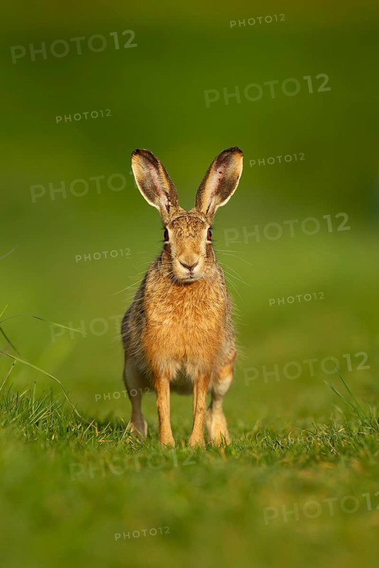 European brown hare (Lepus europaeus) adult animal in a farmland grass field, England, United Kingdom