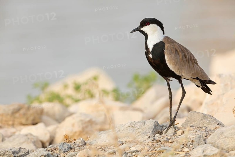 Spur-winged plover, lapwing, animals, birds, (Hoplopterus spinosus), Vanellus spinosus, plover family, biotope, habitat, foraging, Tirat Zvi Fish Ponds, Bet Shean Valley, Northern District, Israel