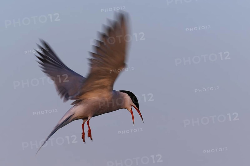 Common Tern (Sterna hirundo) calling in flight, Lower Saxony, Germany