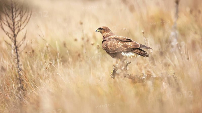 A common buzzard stands elegantly on a branch amidst a tranquil grassland, blending into the golden hues. Its sharp gaze captures the essence of wildlife in its natural habitat