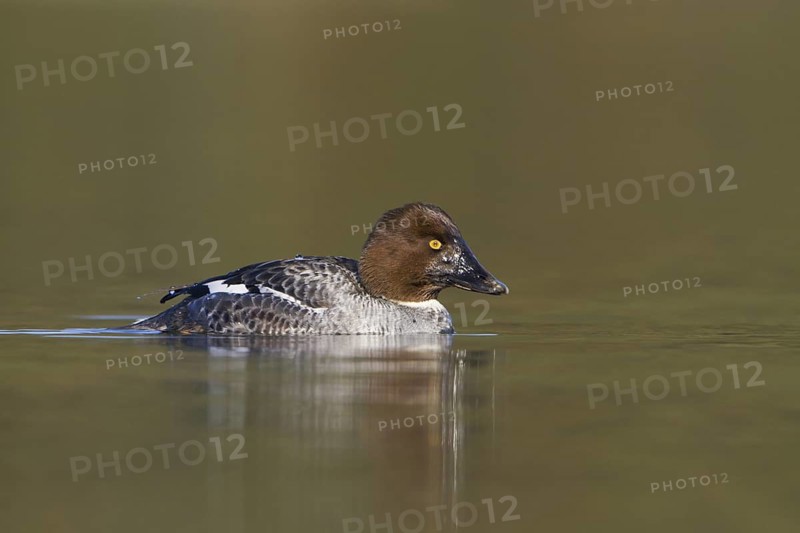 Common Goldeneye (Bucephala clangula) female, British Columbia, Canada