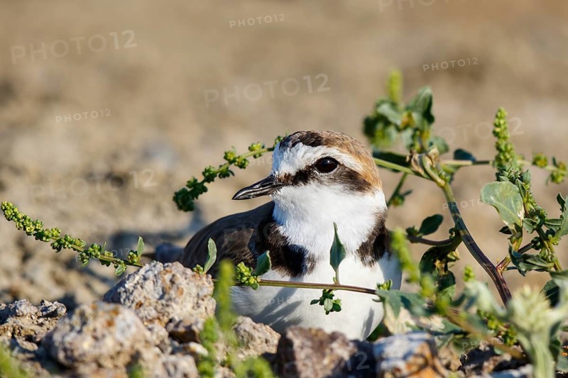 Kentish Plover (Charadrius alexandrinus) male incubating eggs, Lesvos, Greece