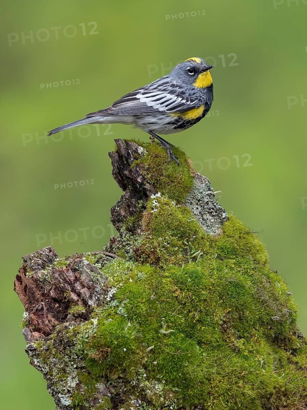 Myrtle Warbler (Setophaga coronata coronata) male perched on a mossy log, British Columbia, Kanada