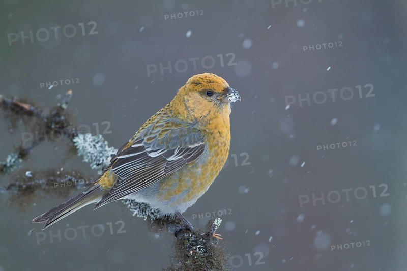 Pine Grosbeak - Hakengimpel - Pinicola enucleator, Finland