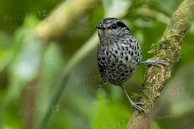 Scaled Antbird (Drymophila squamata) perched on a branch in the Atlantic Rainforest of Brazil
