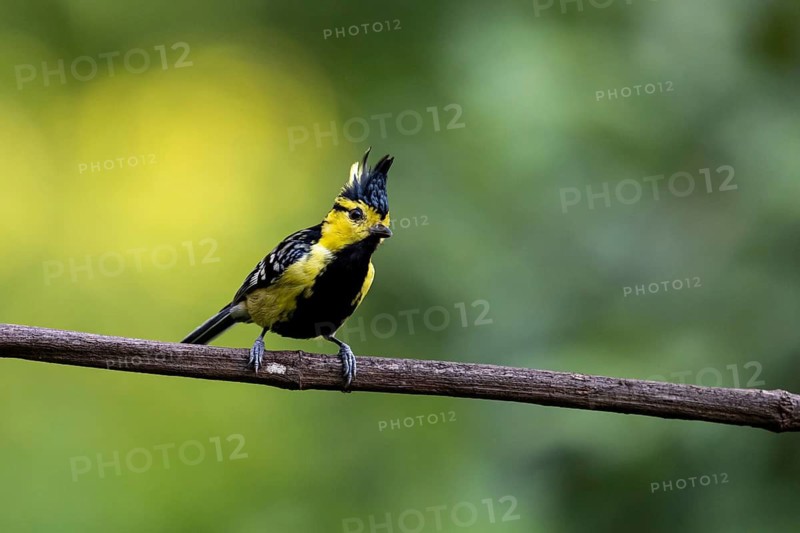 Yellow-cheeked Tit (Machlolophus spilonotus) male perched on a branch, Yunnan, China