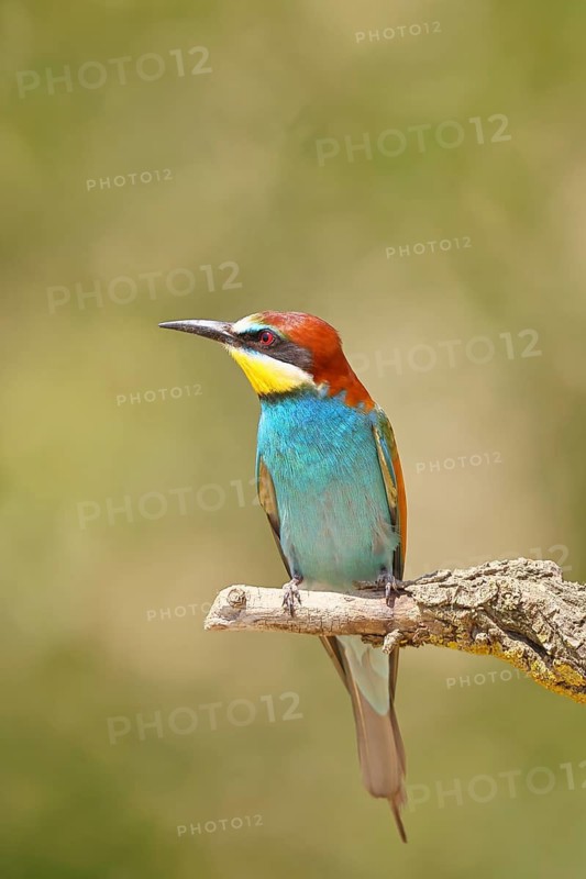 European bee-eater (Merops apiaster) sitting on a branch covered with green lichen, Lake Neusiedl, Burgenland, Austria