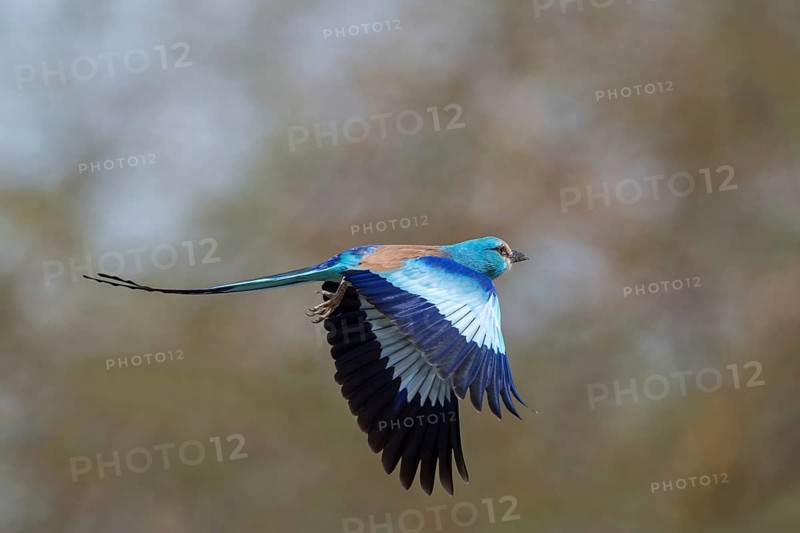 Abyssinian Roller (Coracias abyssinicus) flying, Senegal
