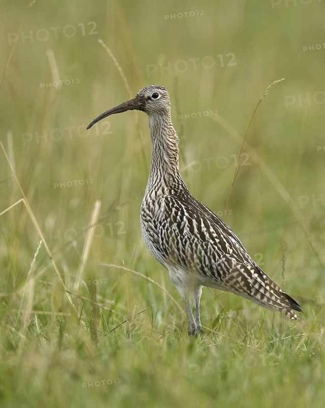 Eurasian Curlew (Numenius arquata), Schleswig-Holstein, Germany