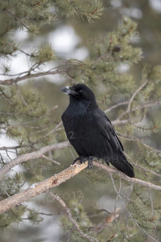 Schnee am Schnabel... Kolkrabe *Corvus corax*