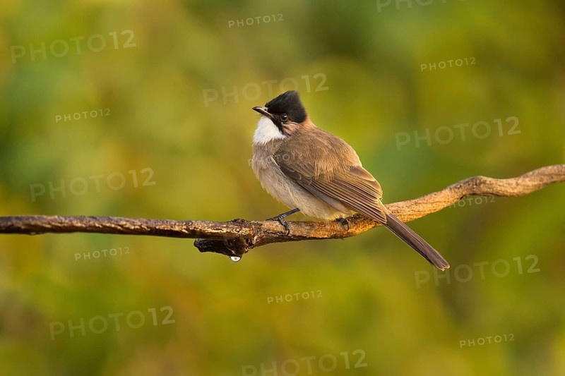 Brown-breasted Bulbul (Pycnonotus xanthorrhous), Yunnan, China