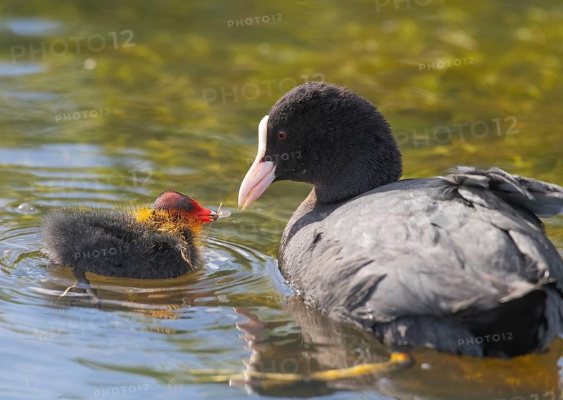 A coot Eurasian Coot (Fulica atra) feeding its young bird, Dümmer nature park Park, Lower Saxony, Germany